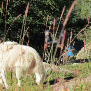 Campsite Goats