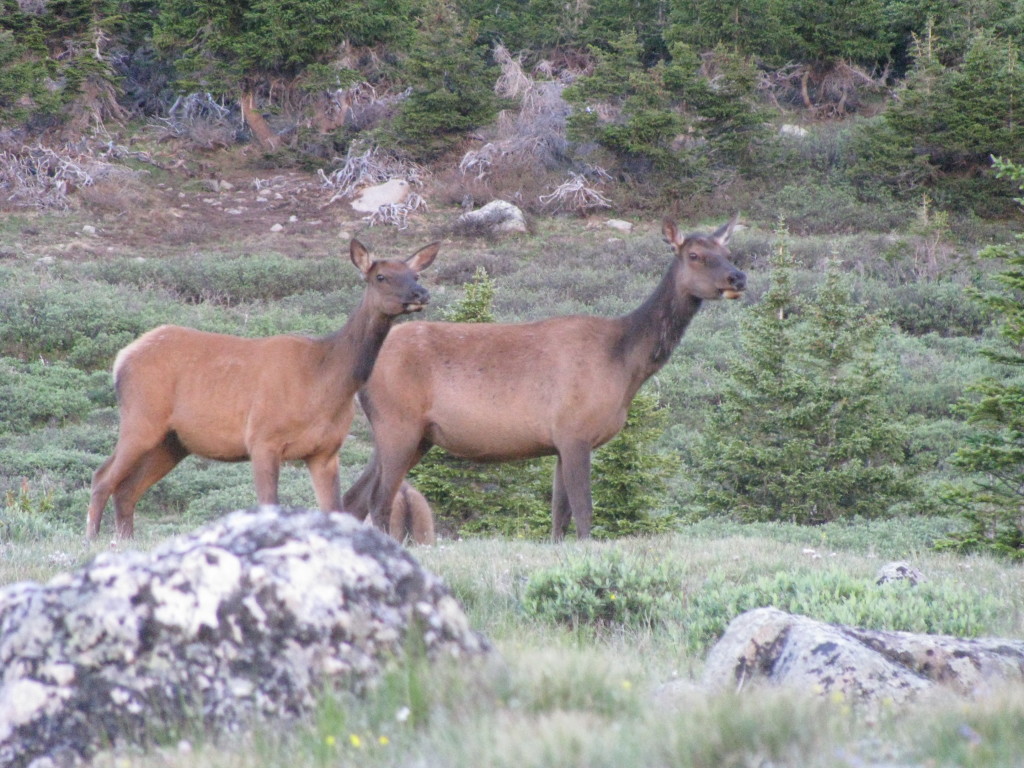 cow-elk