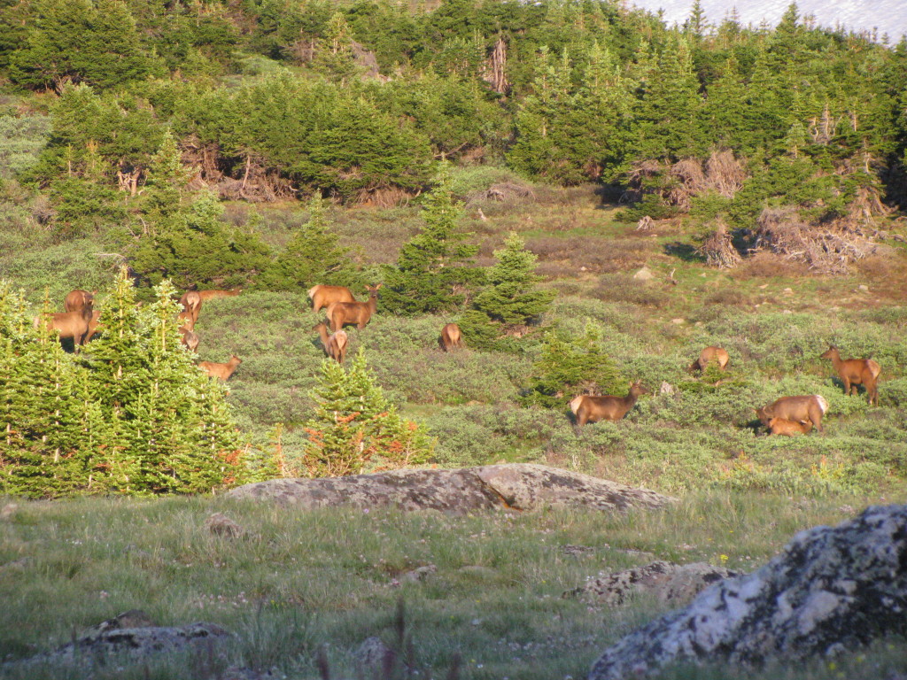 herd-up-elk-on-mountianside