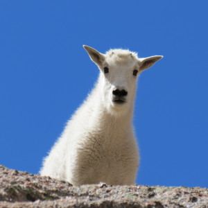 curious baby mountain goat